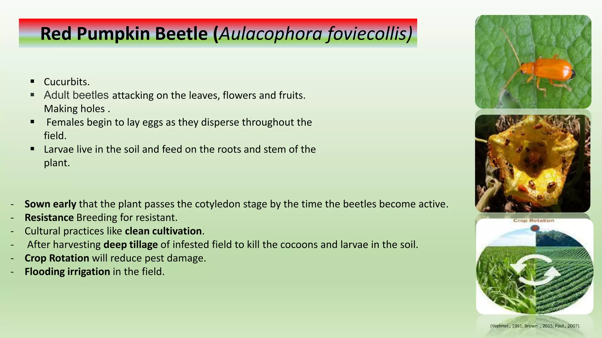 Cucurbit Insects Ecological managements cucurbit pests. | PPTX