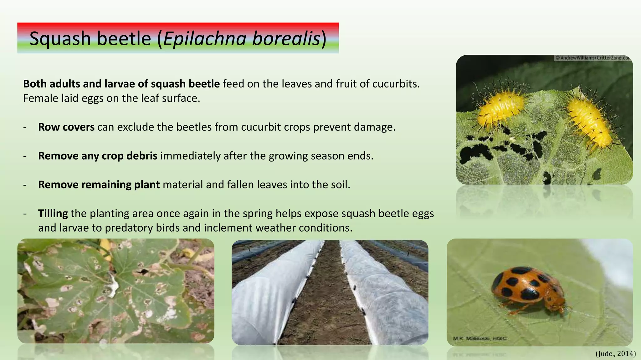 Cucurbit Insects Ecological managements cucurbit pests. | PPTX