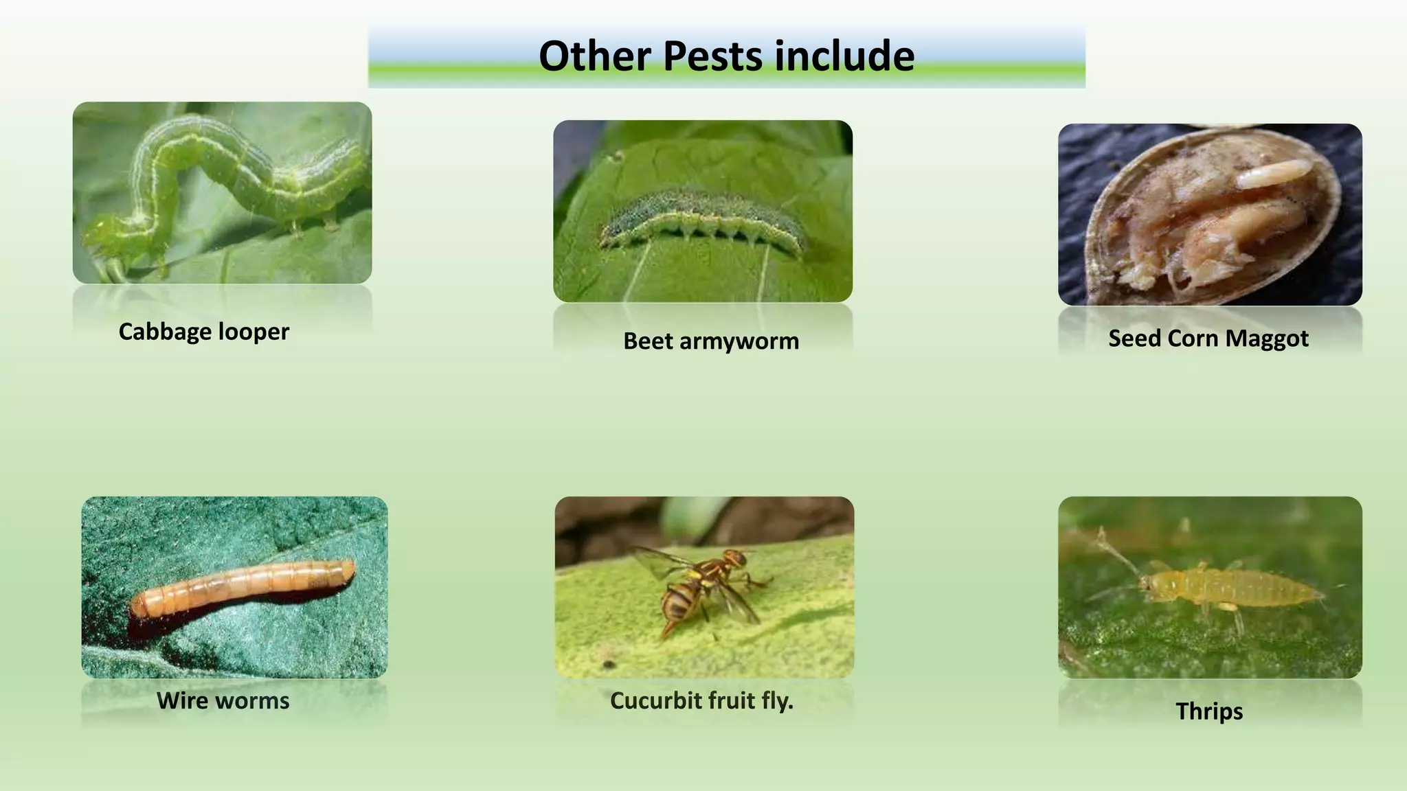 Cucurbit Insects Ecological managements cucurbit pests. | PPTX