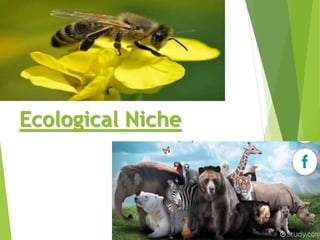 Ecological Niche
 