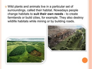  Wild plants and animals live in a particular set of
surroundings, called their habitat. Nowadays people
change habitats to suit their own needs - to create
farmlands or build cities, for example. They also destroy
wildlife habitats while mining or by building roads.
 
