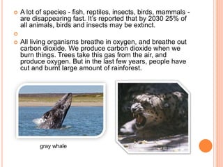  A lot of species - fish, reptiles, insects, birds, mammals -
are disappearing fast. It’s reported that by 2030 25% of
all animals, birds and insects may be extinct.

 All living organisms breathe in oxygen, and breathe out
carbon dioxide. We produce carbon dioxide when we
burn things. Trees take this gas from the air, and
produce oxygen. But in the last few years, people have
cut and burnt large amount of rainforest.
gray whale
 