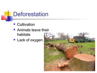 Deforestation
   Cultivation
   Animals leave their
    habitats
   Lack of oxygen
 