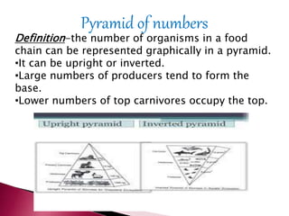 Pyramid of numbers
Definition-the number of organisms in a food
chain can be represented graphically in a pyramid.
•It can be upright or inverted.
•Large numbers of producers tend to form the
base.
•Lower numbers of top carnivores occupy the top.
 