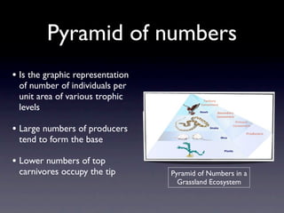 Pyramid of numbers
• Is the graphic representation
 of number of individuals per
 unit area of various trophic
 levels

• Large numbers of producers
 tend to form the base

• Lower numbers of top
 carnivores occupy the tip        Pyramid of Numbers in a
                                    Grassland Ecosystem
 