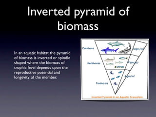 Inverted pyramid of
             biomass
In an aquatic habitat the pyramid
of biomass is inverted or spindle
shaped where the biomass of
trophic level depends upon the
reproductive potential and
longevity of the member.
 