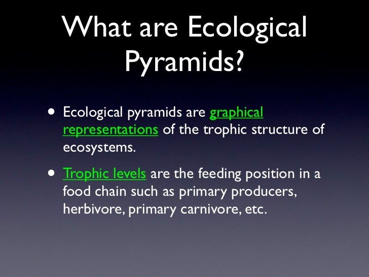 What are the three ecological pyramids?