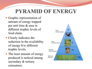 Energy Pyramids Unit Ecological pyramids | PPTX