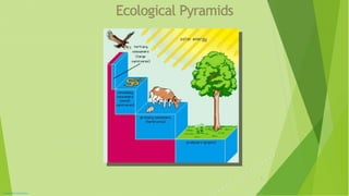 Ecologicalpyramids pyraminds | PPT