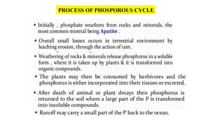 PROCESS OF PHOSPOROUS CYCLE
 