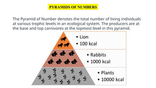 PYRAMIDS OF NUMBERS
The Pyramid of Number denotes the total number of living individuals
at various trophic levels in an ecological system. The producers are at
the base and top carnivores at the topmost level in this pyramid.
 