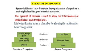 PYRAMIDS OF BIO MASS
 