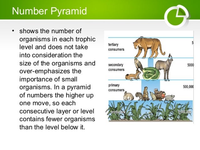 What Do The Arrows Represent In A Food Chain What Do The Arrows Represent In A Food Chain