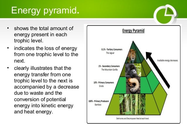ecological pyramids food chain and food web food web pyramid