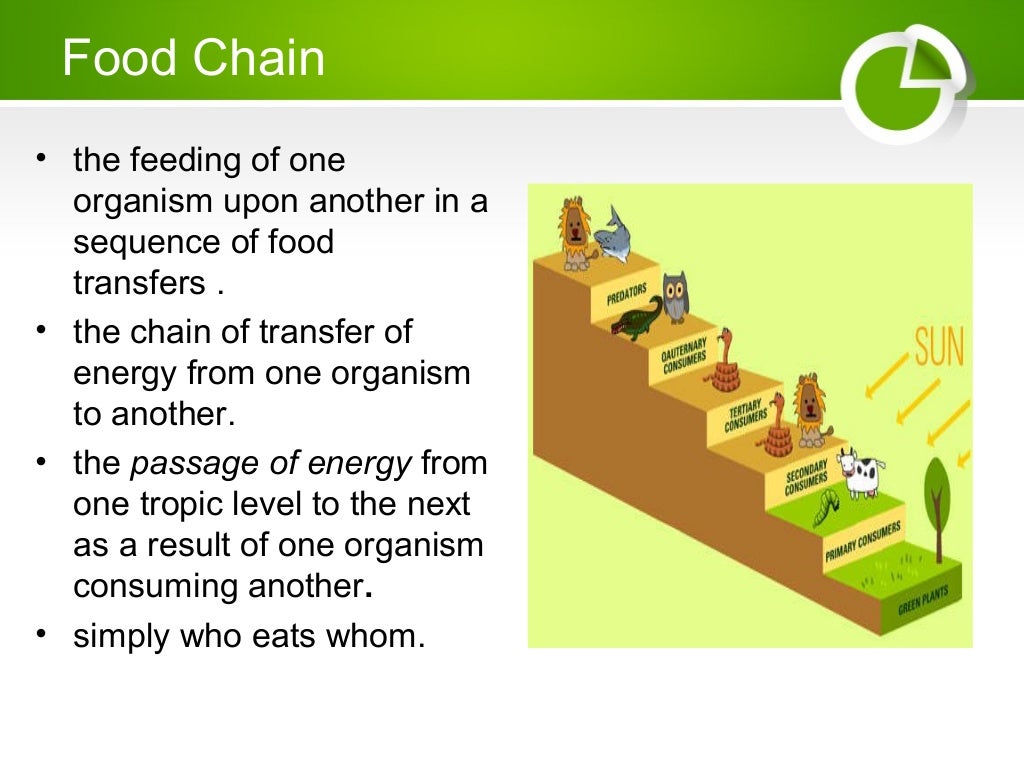 Pyramid of food chain image