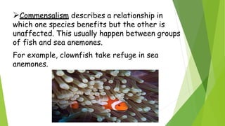 Commensalism describes a relationship in
which one species benefits but the other is
unaffected. This usually happen between groups
of fish and sea anemones.
For example, clownfish take refuge in sea
anemones.
 