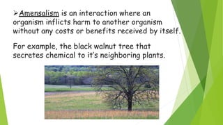 Amensalism is an interaction where an
organism inflicts harm to another organism
without any costs or benefits received by itself.
For example, the black walnut tree that
secretes chemical to it’s neighboring plants.
 