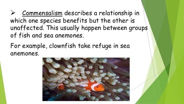 Ecological Relationships Pogil Answers Key Quizlet / fire season nearly