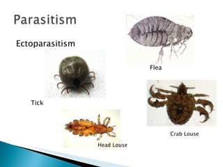 Ectoparasitism Tick Crab Louse Flea Head Louse 
