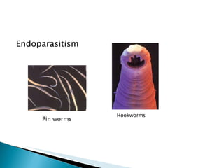 Endoparasitism Hookworms Pin worms 