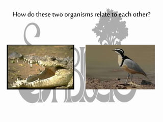 How do these two organisms relate to each other?
 