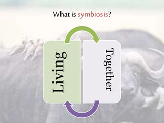 What issymbiosis?
Living
Together
 