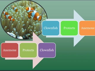 Anemone Protects Clownfish
Clownfish Protects Anemone
 