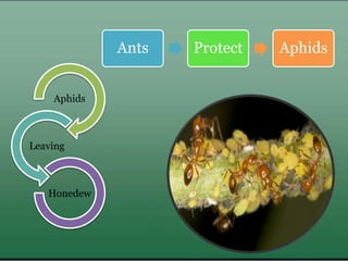 Aphids
Leaving
Honedew
Ants Protect Aphids
 