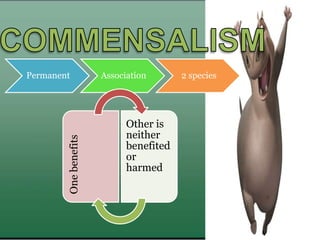 Permanent Association 2 speciesOnebenefits
Other is
neither
benefited
or
harmed
 