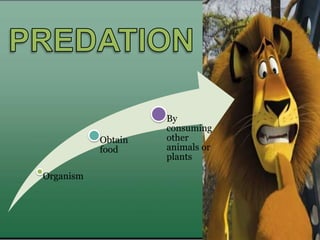 Organism
Obtain
food
By
consuming
other
animals or
plants
 