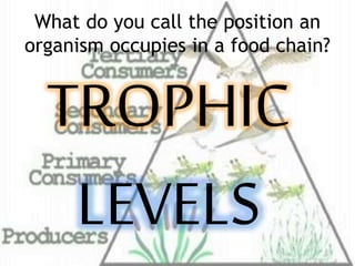 What do you call the position an
organism occupies in a food chain?
TROPHIC
LEVELS
 