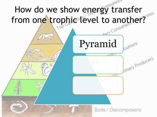 How do we show energy transfer
from one trophic level to another?
Pyramid
 