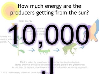 How much energy are the
producers getting from the sun?
10,000
 