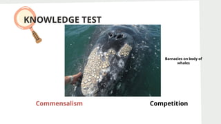 KNOWLEDGE TEST
Commensalism Competition
Commensalism
Barnacles on body of
whales
 