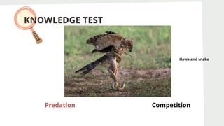 KNOWLEDGE TEST
Predation Competition
Predation
Hawk and snake
 