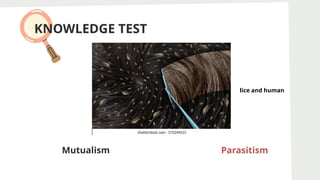 KNOWLEDGE TEST
Mutualism Parasitism
Parasitism
lice and human
 