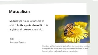 Mutualism
Mutualism is a relationship in
which both species benefit. It is
a give-and-take relationship.
Ex:
bees and flowers.
When bees get food (nectar or pollen) from the flower, some particles
of the pollen will stick to their body and will be transported to other
flowers resulting in plant pollination or reproduction.
 