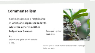 Commensalism
Commensalism is a relationship
in which one organism benefits
while the other is neither
helped nor harmed.
Ex:
orchids that grow on the bark of
a tree.
The tree gains no benefit from the barnacle, but the orchids get
shelter and space.
Comensal - orchid
Host - tree
 