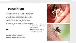 Parasitism
Parasitism is a relationship in
which one organism benefits
and the other organism is
harmed, but not always killed.
Ex:
ectoparasites: mosquito
endoparasites: tapeworms
Parasite- the organism
that benefits
Host - the one that is
harmed is the host.
 