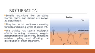 ECOLOGICAL ROLES OF PLANKTON AND BENTHIC ORGANISMS.pptx