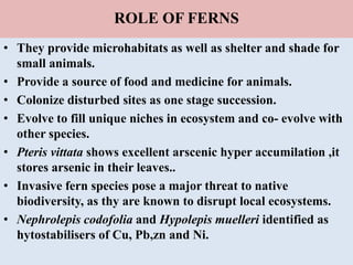 ROLE OF FERNS
• They provide microhabitats as well as shelter and shade for
small animals.
• Provide a source of food and medicine for animals.
• Colonize disturbed sites as one stage succession.
• Evolve to fill unique niches in ecosystem and co- evolve with
other species.
• Pteris vittata shows excellent arscenic hyper accumilation ,it
stores arsenic in their leaves..
• Invasive fern species pose a major threat to native
biodiversity, as thy are known to disrupt local ecosystems.
• Nephrolepis codofolia and Hypolepis muelleri identified as
hytostabilisers of Cu, Pb,zn and Ni.
 