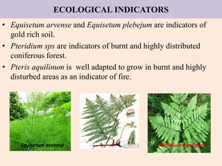 ECOLOGICAL INDICATORS
• Equisetum arvense and Equisetum plebejum are indicators of
gold rich soil.
• Pteridium sps are indicators of burnt and highly distributed
coniferous forest.
• Pteris aquilinum is well adapted to grow in burnt and highly
disturbed areas as an indicator of fire.
Equisetum arvense Pteridium aquilinum
 