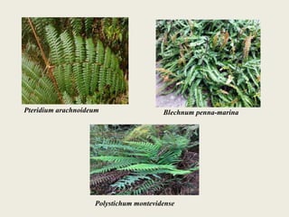 Pteridium arachnoideum Blechnum penna-marina
Polystichum montevidense
 