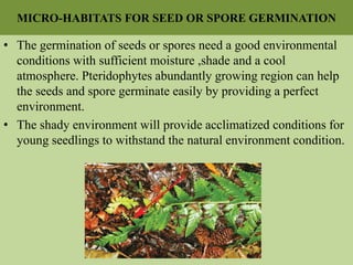 MICRO-HABITATS FOR SEED OR SPORE GERMINATION
• The germination of seeds or spores need a good environmental
conditions with sufficient moisture ,shade and a cool
atmosphere. Pteridophytes abundantly growing region can help
the seeds and spore germinate easily by providing a perfect
environment.
• The shady environment will provide acclimatized conditions for
young seedlings to withstand the natural environment condition.
 