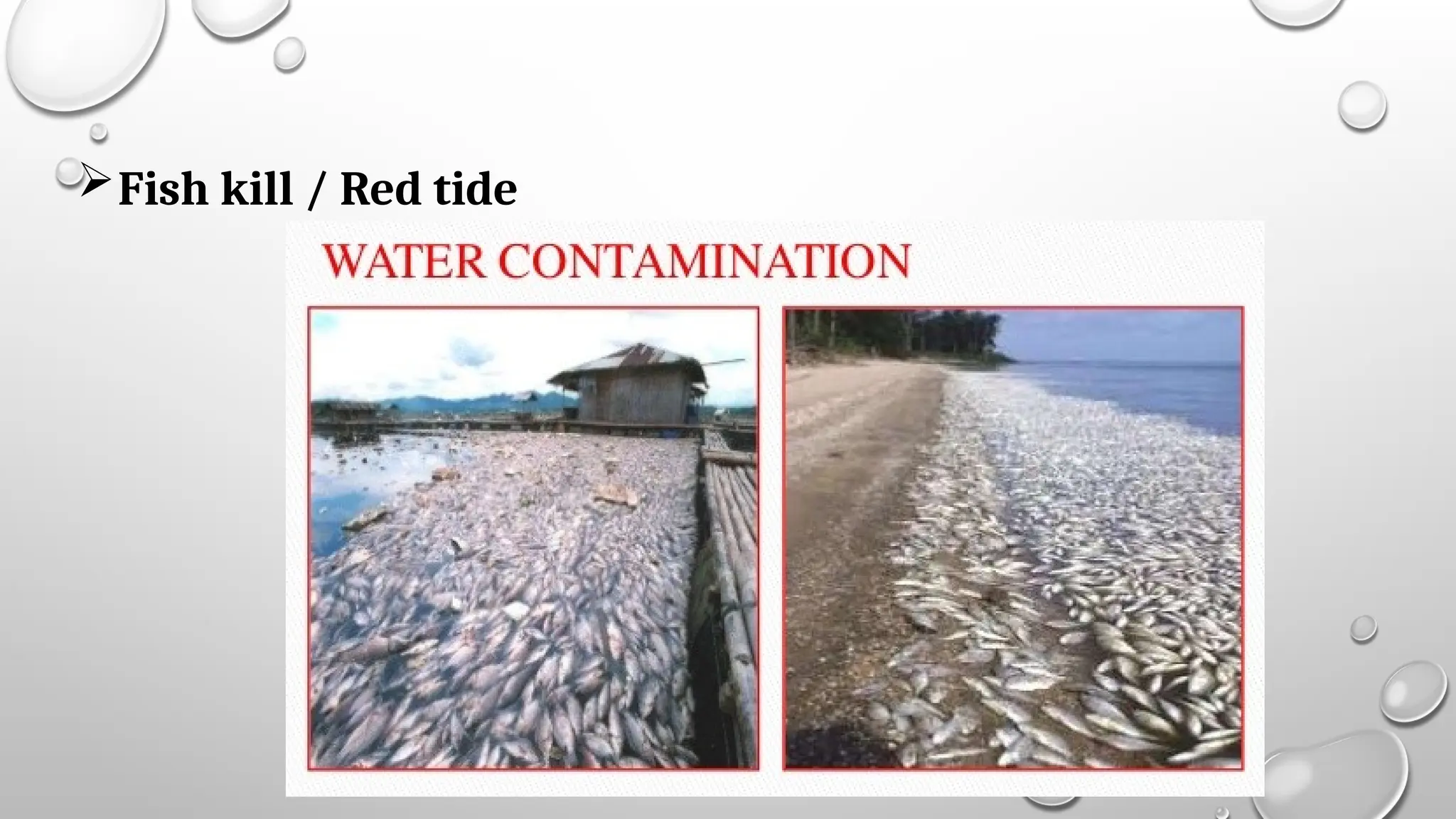 Fish kill / Red tide
 