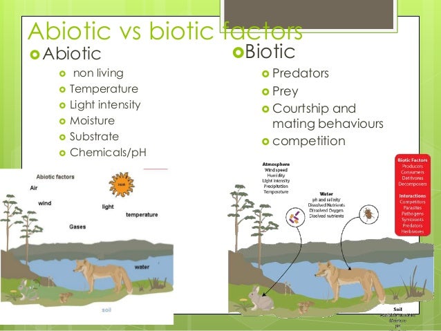 What are abiotic and biotic factors in lakes?