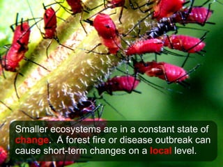 Smaller ecosystems are in a constant state of  change .  A forest fire or disease outbreak can cause short-term changes on a  local  level. 