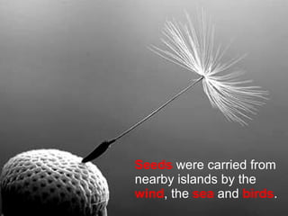 Seeds  were carried from nearby islands by the  wind , the  sea  and  birds . 