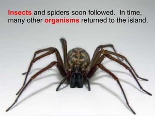 Insects  and spiders soon followed.  In time, many other  organisms  returned to the island. 