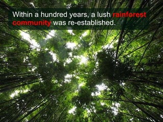 Within a hundred years, a lush  rainforest community  was re-established. 